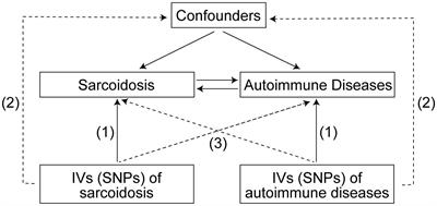 The causal relationship between sarcoidosis and autoimmune diseases: a bidirectional Mendelian randomization study in FinnGen